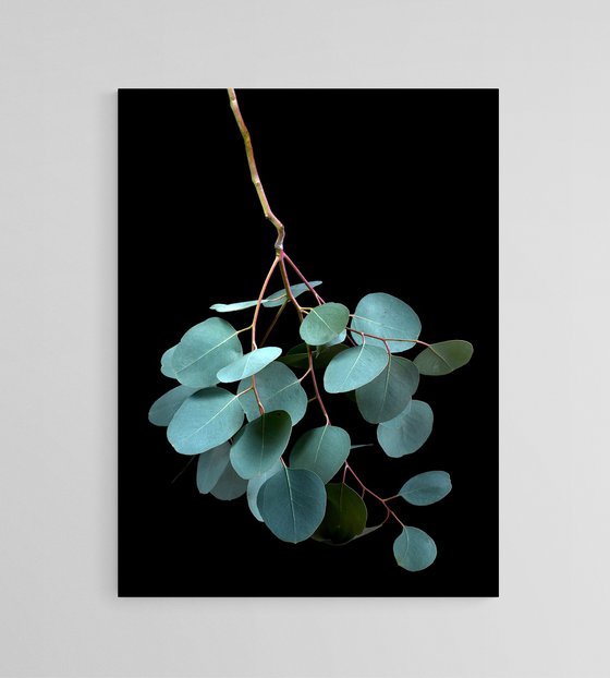 Eucalyptus Cinerea