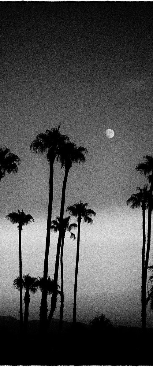 Palm Tree Moon, Anza Borrego by Heike Bohnstengel