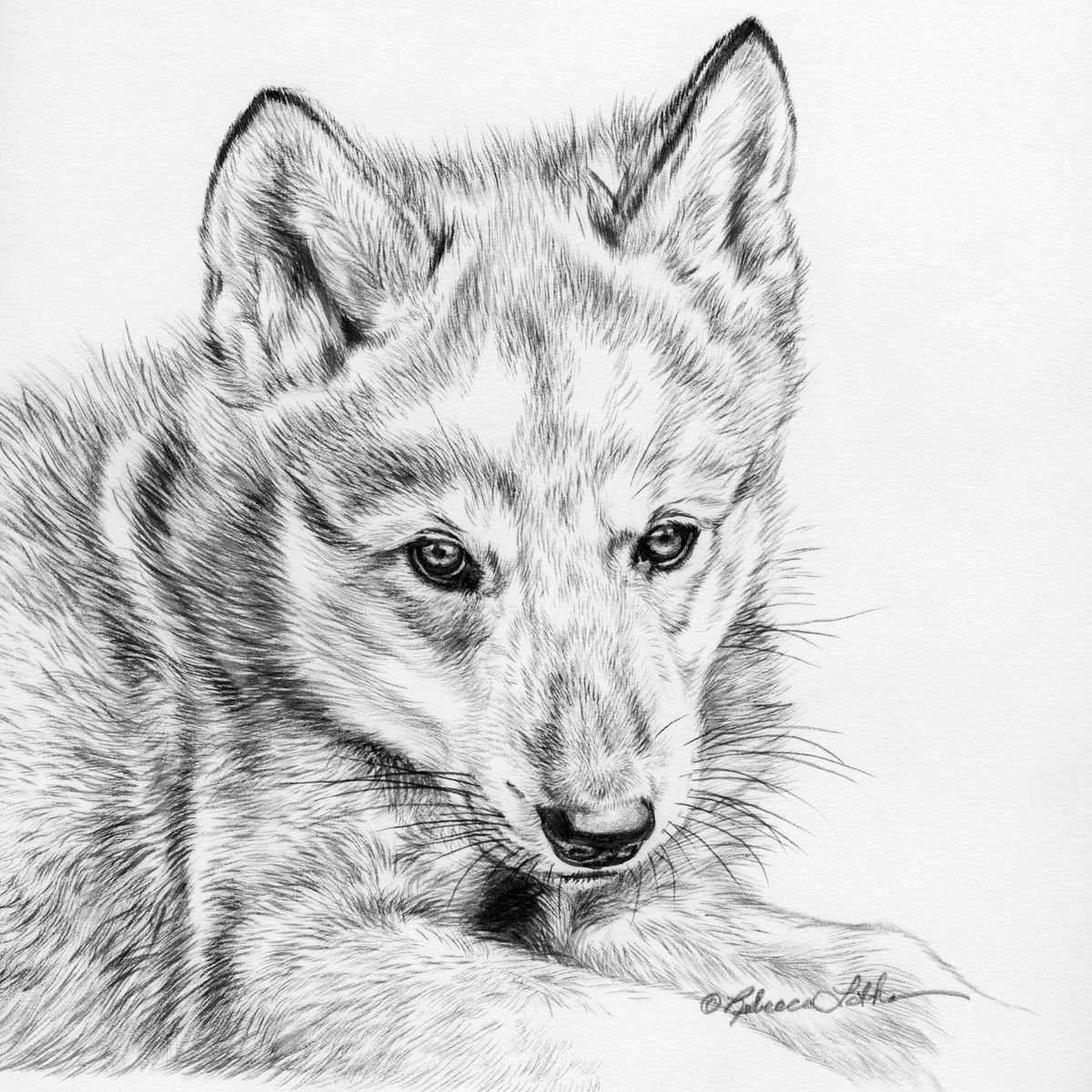 wolf pup sketch