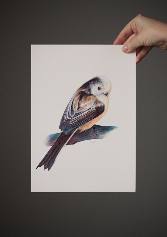 Long-tailed Tit - Bird Portrait