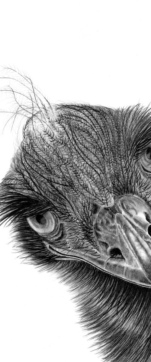 Ostrich by Paul Stowe