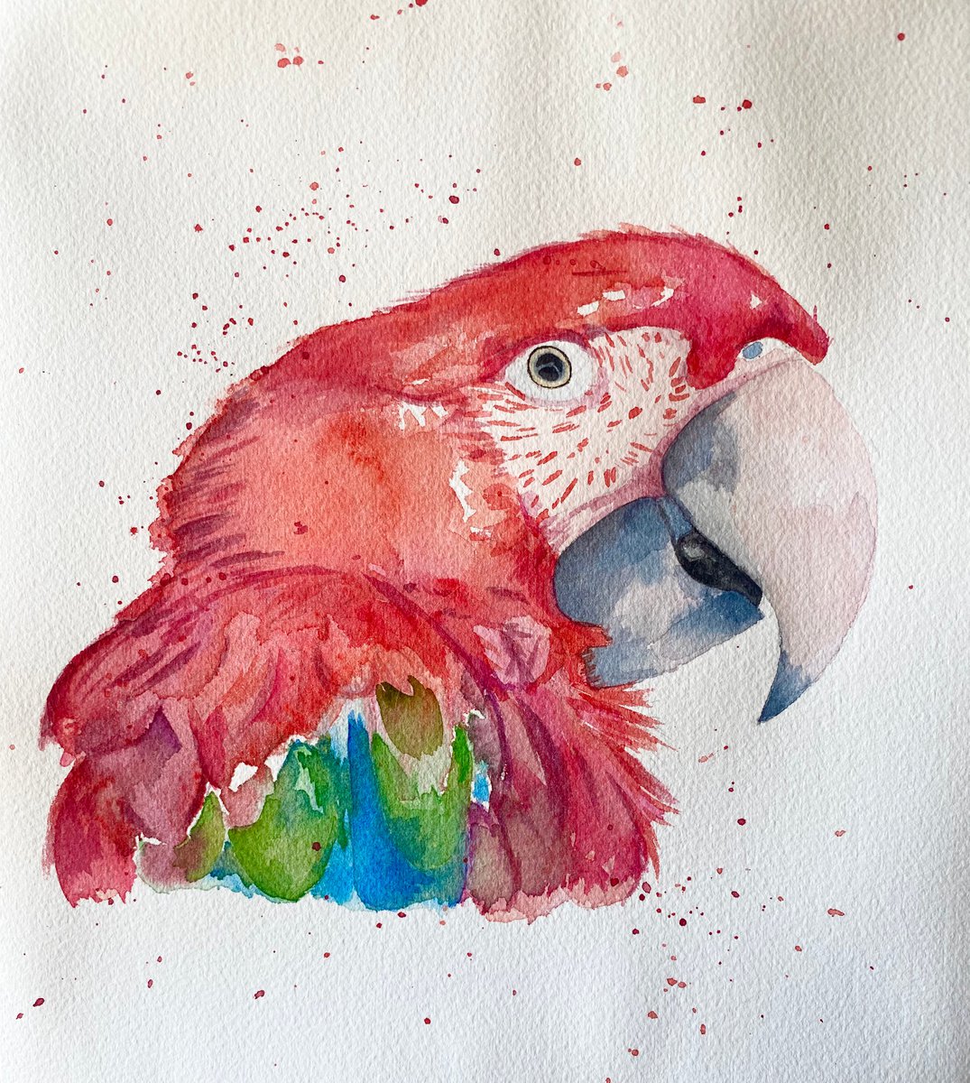 Red macaw parrot in watercolour by Bethany Taylor
