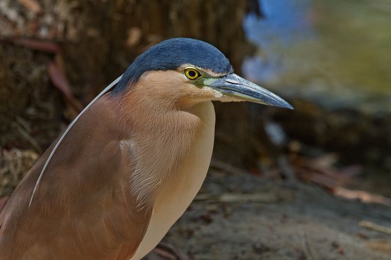 Birds - The beautiful Nankeen or Rufous Night Heron, Port Douglas, Queensland, Australia