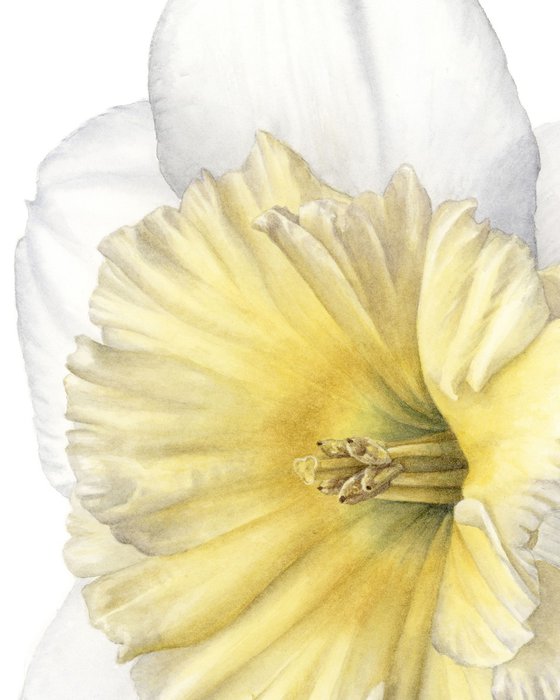 Daffodil, Front View