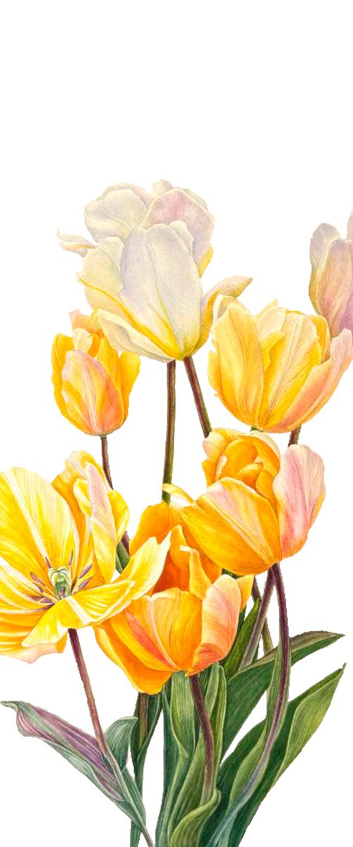 Sunlit Tulips by Yuliia Prokopchuk