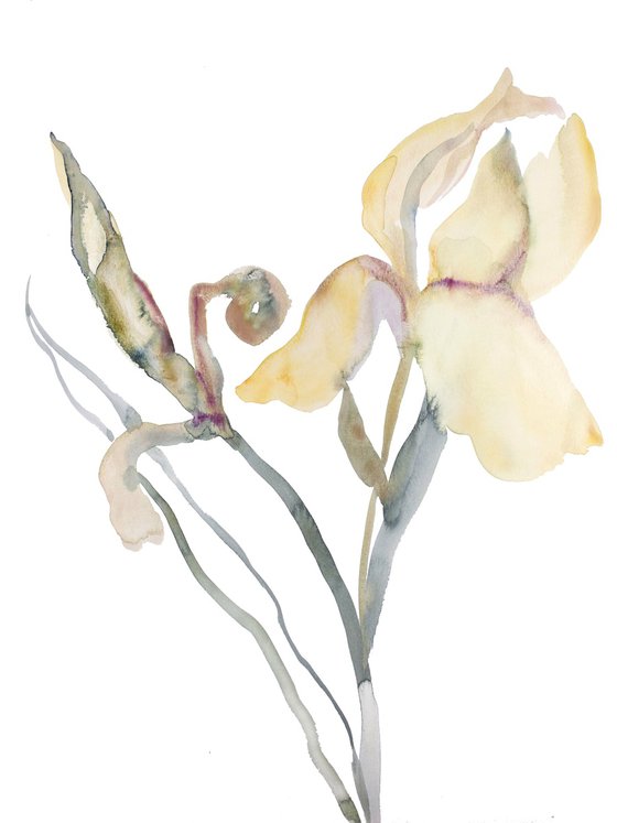 Iris No. 180