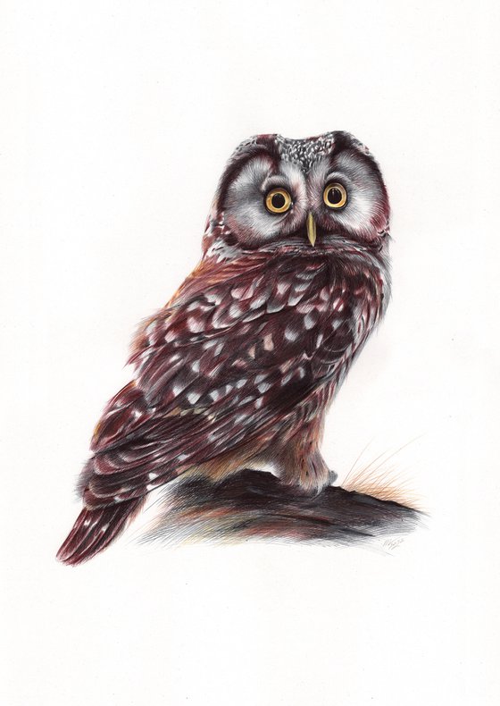 Boreal Owl