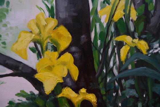 Yellow Iris on the waters edge