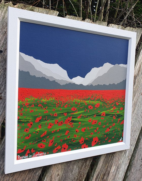 Poppies in Llanberis, The Lake District
