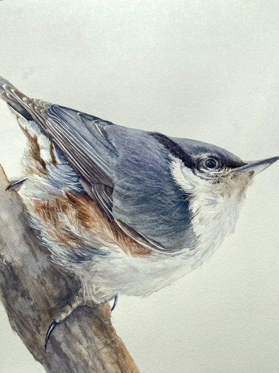 Nuthatch & sparrow chick (Set of 2)