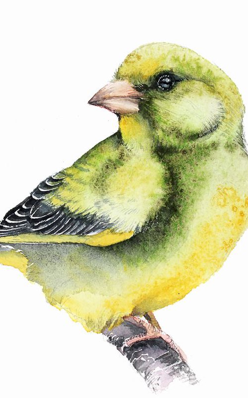 European Greenfinch, 20x30cm, watercolour painting by Karolina Kijak
