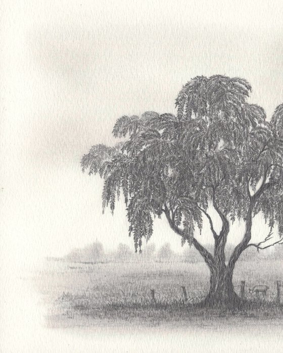 Weeping Bottlebrush Tree