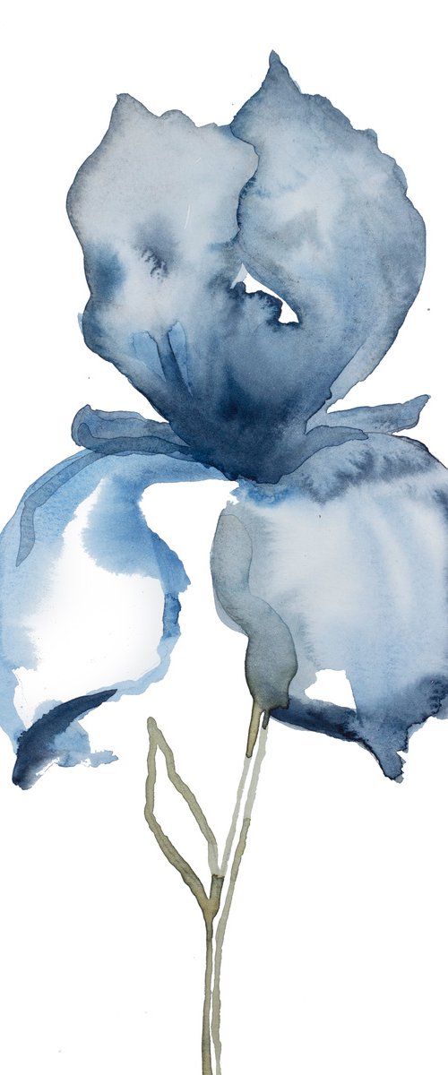 Iris No. 129 by Elizabeth Becker