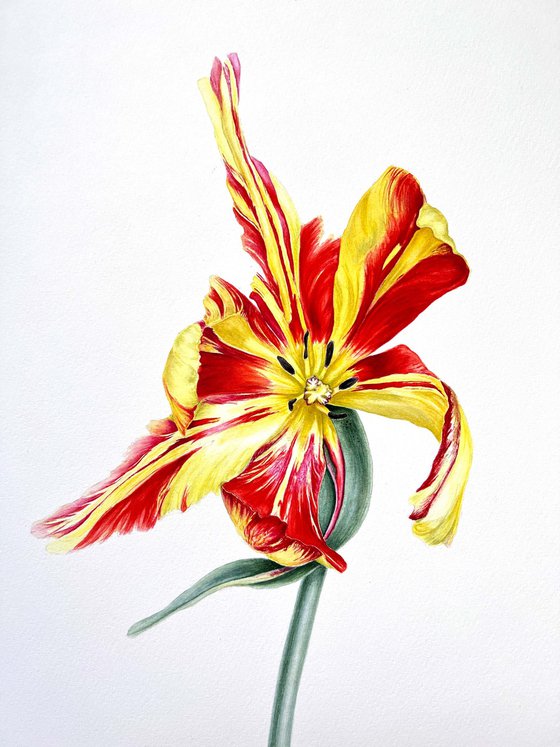 'Light-hearted' tulip