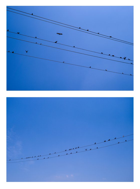 Birds on Wires Diptych