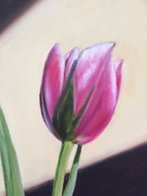 Pink Tulip in a vase