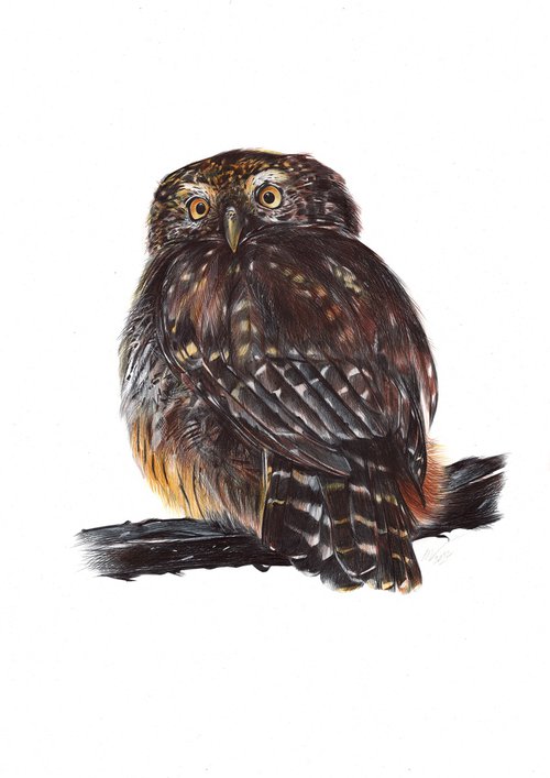 Eurasian Pygmy Owl by Daria Maier