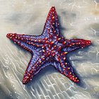 Starfish