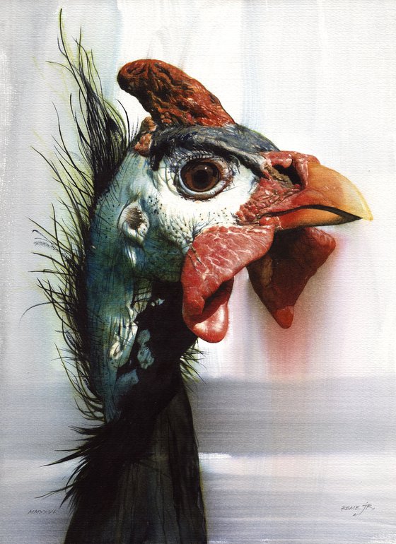 BIRD CCXXXII - Helmet Guinea Fowl