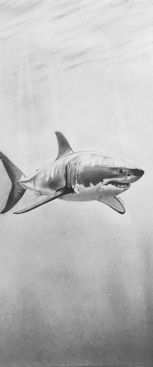 Shark by Amelia Taylor