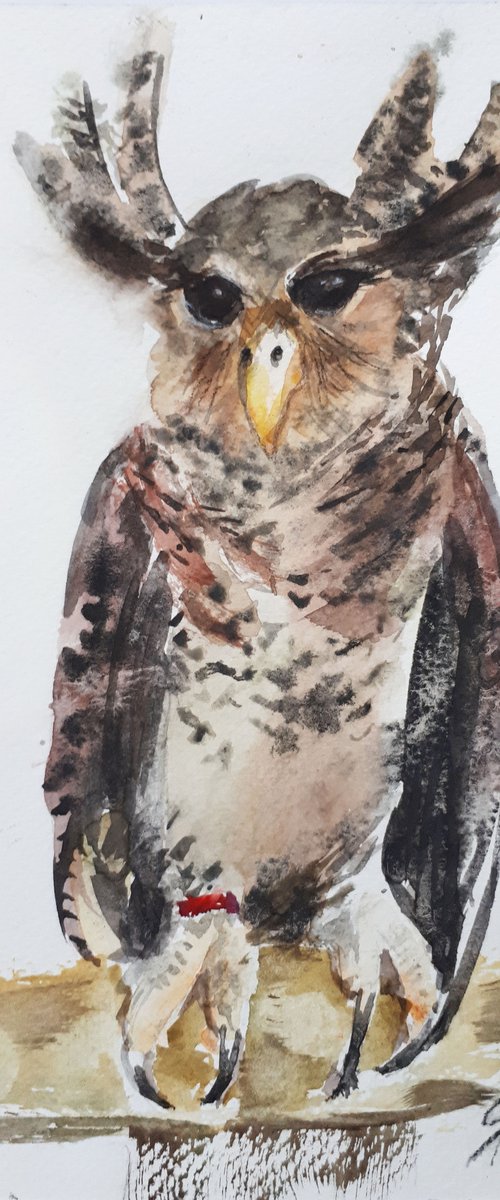 Owl II / From my a series of BIRDS / ORIGINAL WATERCOLOR PAINTING by Salana Art Gallery