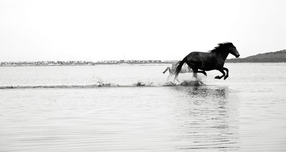 GALLOPING ON WATER