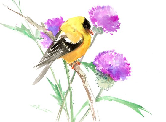 American Goldfinch