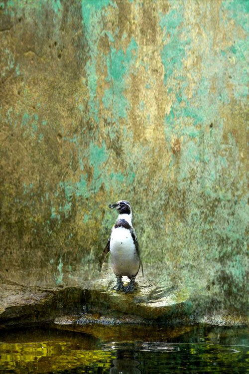 Penguin by Chiara Vignudelli