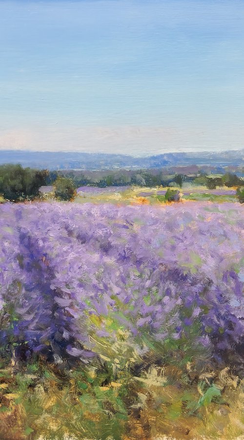 Lavender Fields at Valensole by Pascal Giroud