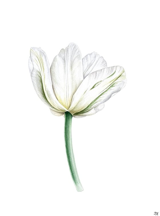 Tulip 'Tenderness'