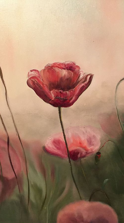 First Poppies by Timea  Valsami