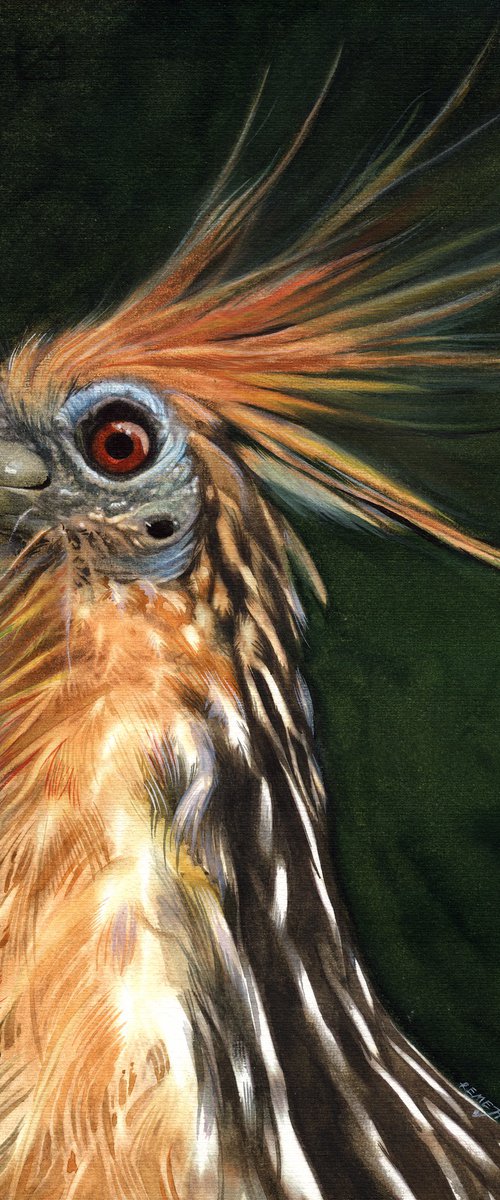 BIRD CCXXXIV - Hoatzin-cuyabeno by REME Jr.