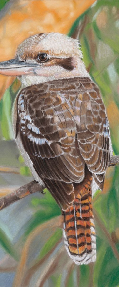 Australian Kookaburra by Gary Thomas