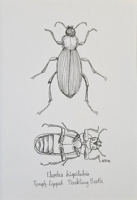 Rough-lipped Darkling Beetle