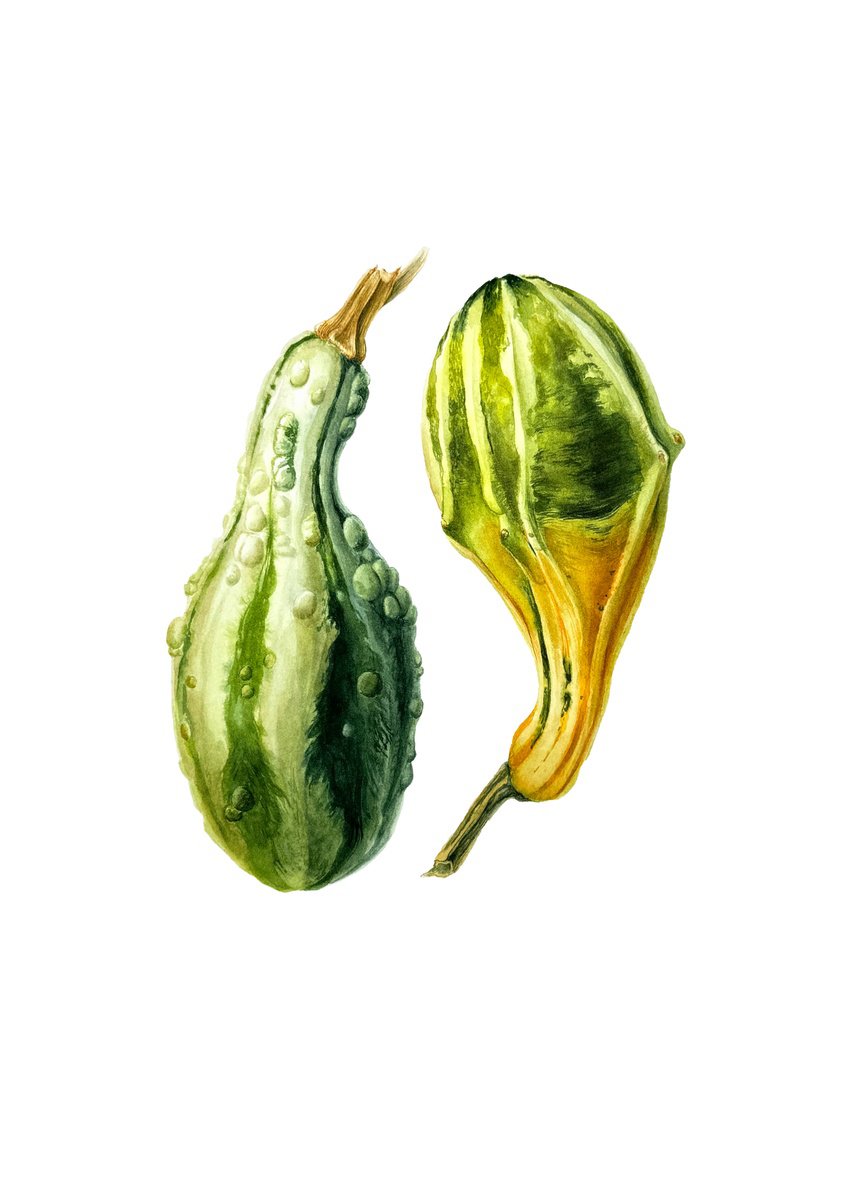 Photorealistic Watercolour , Two Pumpkins Painting By Yuliia Prokopchuk, 10 X 14, Artwork For Sale On Artfinder