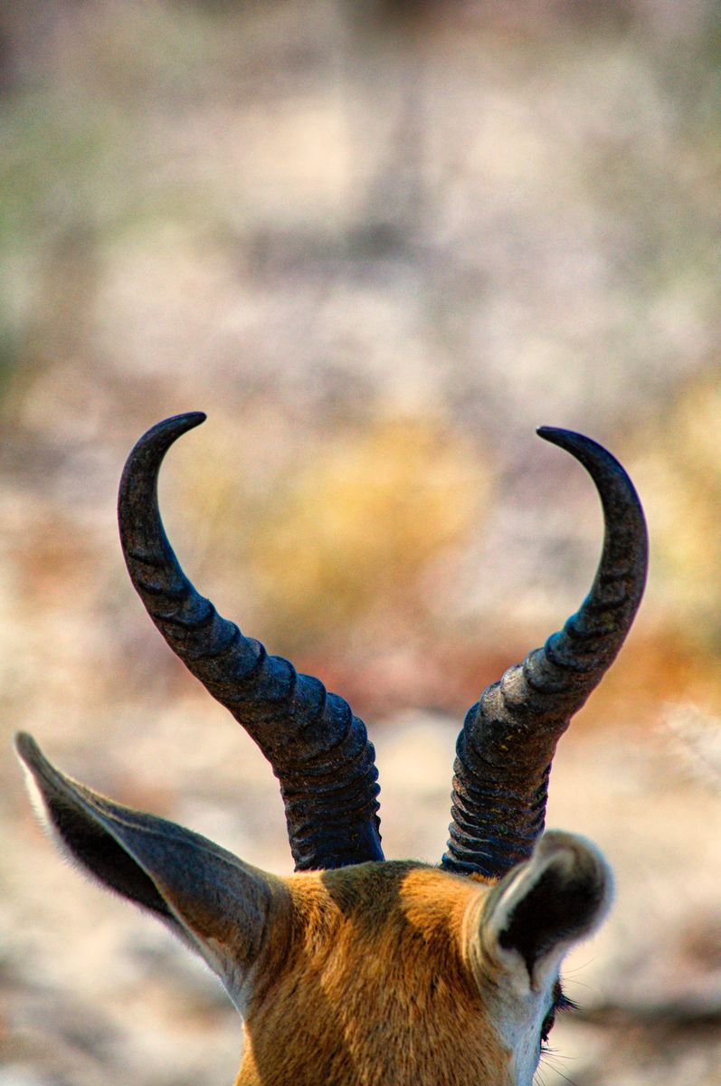 Photorealistic Animal Photograph By Marc Ehrenbold, 30 X 40", Horny, Original Artwork