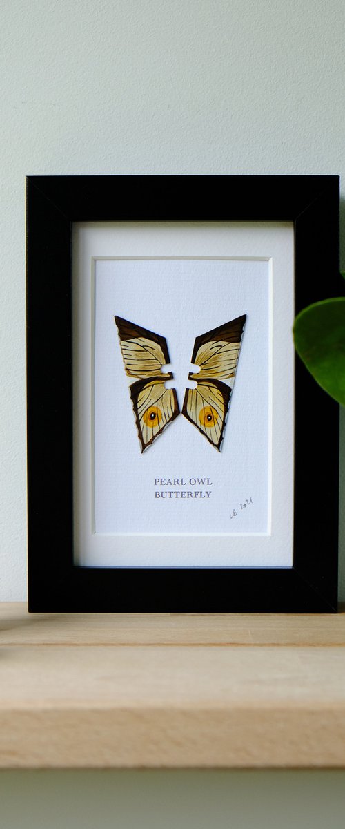 Pearl Owl butterfly by Lene Bladbjerg