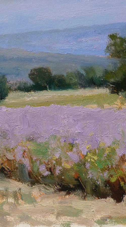 Lavender near Taulignan by Pascal Giroud