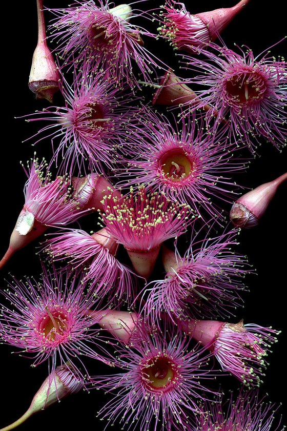 Pink Corymbia Flowers