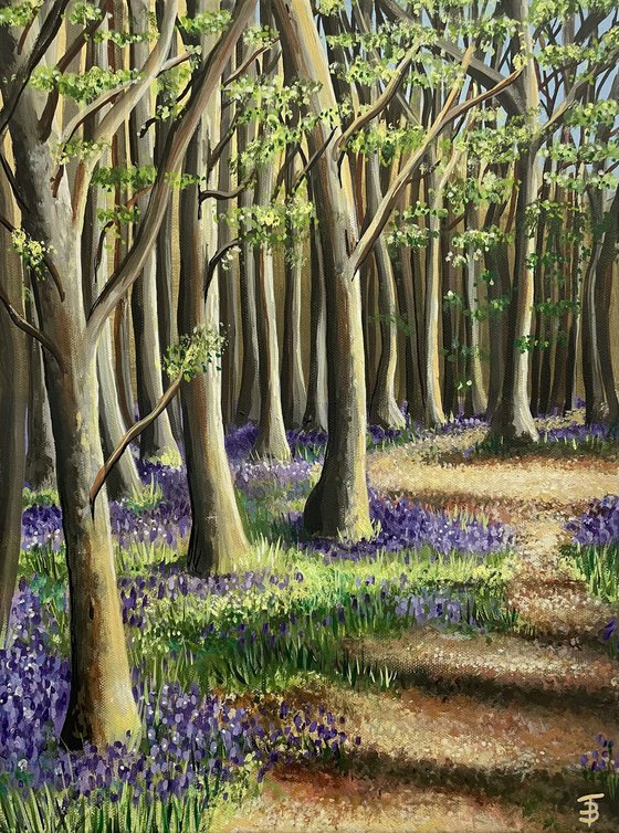 Pathway through the Bluebell Woods