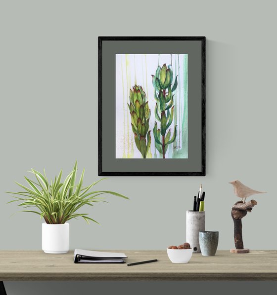 Leucadendron flower. Botanical painting