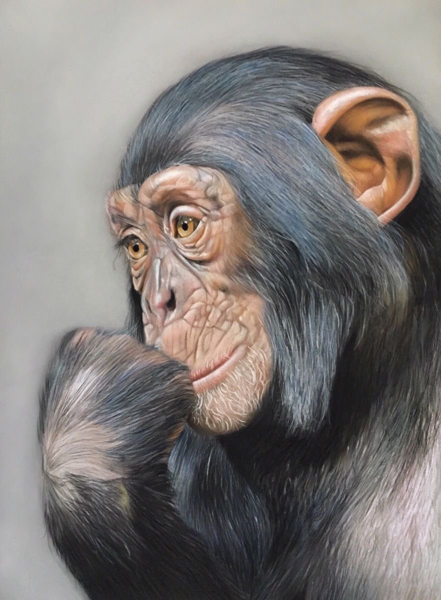 Photorealistic Animal Pastel Drawing By Clare Parkes, 10 X 14, The Thinker, Original Artwork