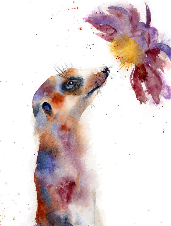 Meerkat sniffing flower