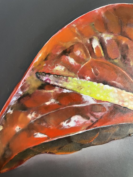Red anthurium