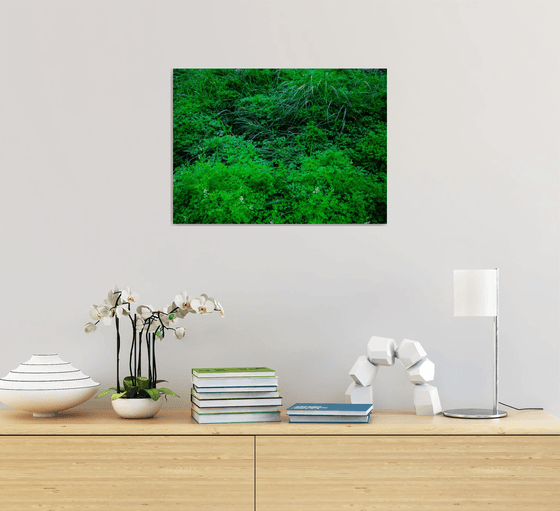 Neglected/Natural Garden in the City | Limited Edition Fine Art Print 1 of 10 | 45 x 30 cm