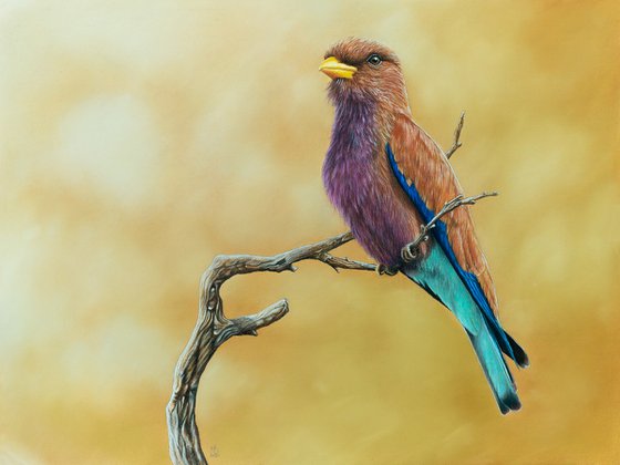 Original pastel drawing bird "Broad-billed roller"