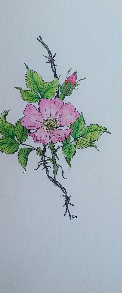 Prairie Rose by Katrina Case