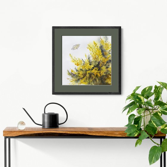 Mimosa branches