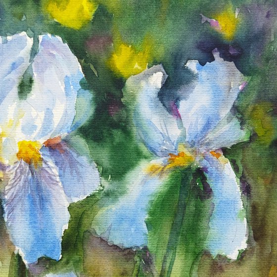 Charming flowers of iris