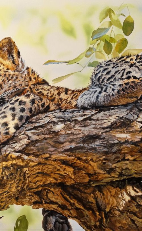 Leopard cub by Julian Wheat